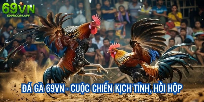 Giới thiệu nhanh về chuyên mục đá gà của nhà cái